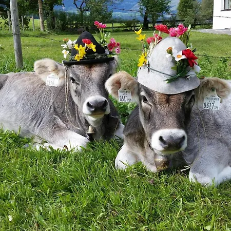 Farm stay Frandlhof *